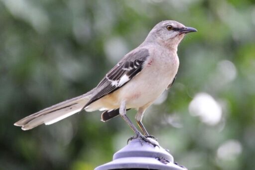 Nature ai apps beat chatbots for birdwatching hikes