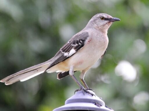 Nature ai apps beat chatbots for birdwatching hikes