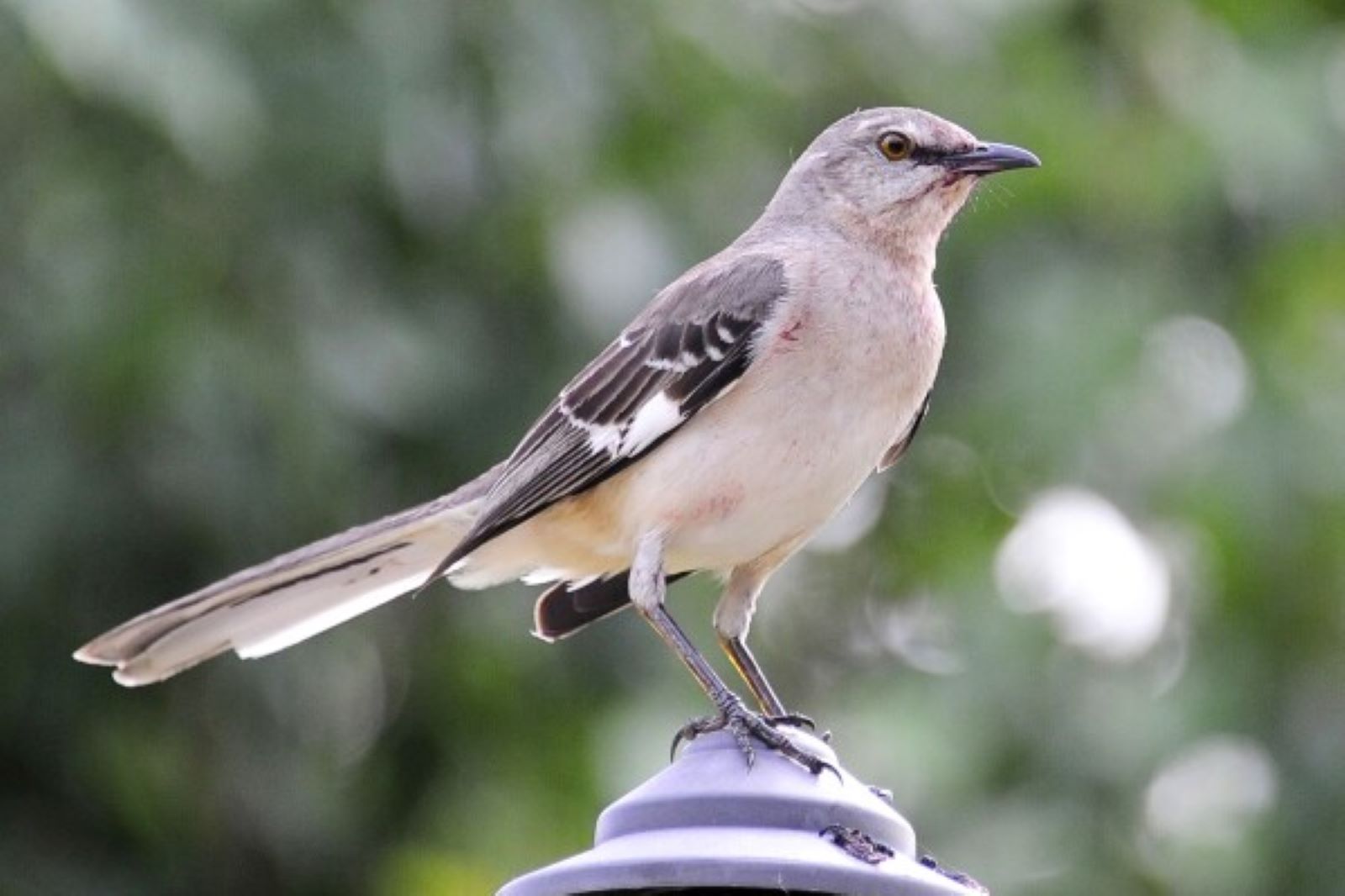 Nature ai apps beat chatbots for birdwatching hikes